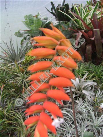 Tillandsia